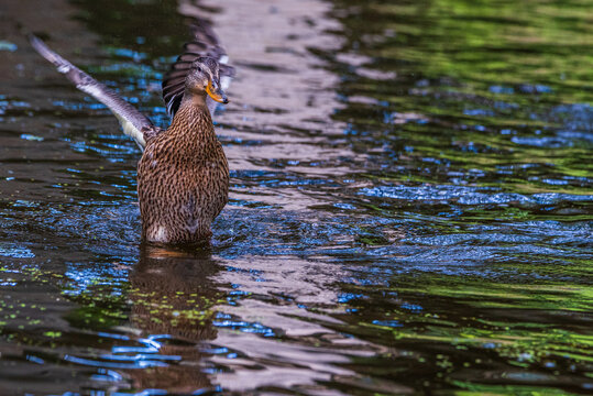 A duck flaps its wings. Photographed close-up.