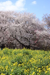 2022年春　桜の花と菜の花