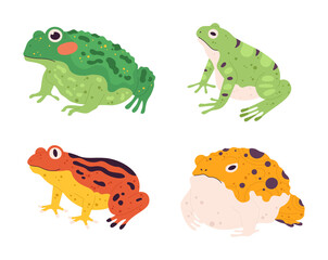 Frog set. Tropical colorful animals. Different fauna characters of wildlife or nature. Exotic green, yellow and orange amphibians