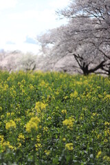 桜と菜の花