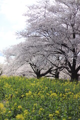 桜の開花シーン