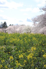 桜と菜の花