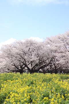 桜の花