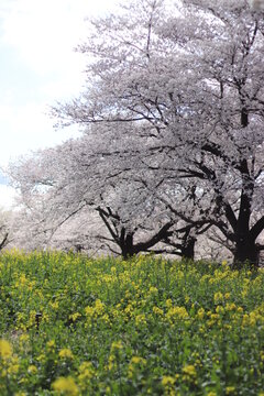 桜の開花シーン