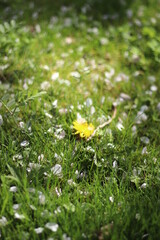 落ちた桜の花びら