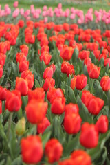 Obraz premium チューリップ畑