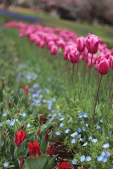 チューリップ畑