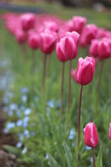 チューリップ畑