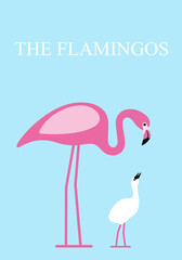 Flamingo feed baby