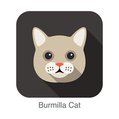 Burmilla Cat, Cat breed face cartoon flat icon design