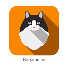Ragamuffin Cat, Cat breed face cartoon flat icon design