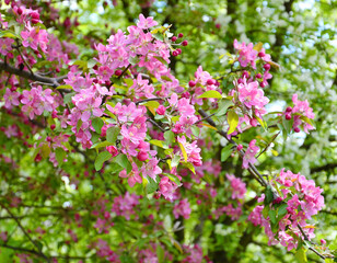 Obraz premium Pale pink apple tree flowers in the spring garden 