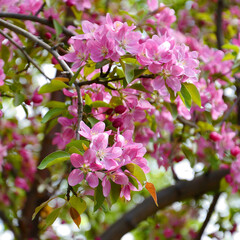 Pale pink apple tree flowers in the spring garden 