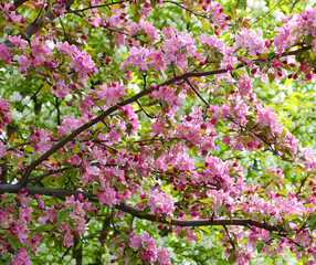 Pale pink apple tree flowers in the spring garden 