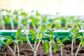 Sprouted seedlings, preparation for summer dacha season, growing vegetable plants.