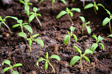 Sprouted seedlings, preparation for summer dacha season, growing vegetable plants.