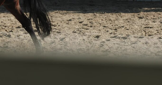 the horse jumps over the barrier on the epodromme in the sand. girl rider jumps over an obstacle against the background of trees in summer.