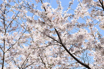 桜
