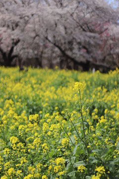 菜の花
