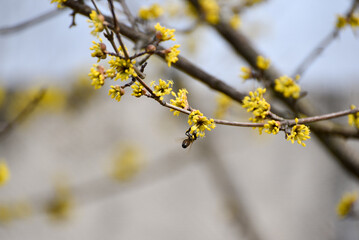 Yellow blossom of dogwood tree in spring , bee works with flowers collecting pollen
