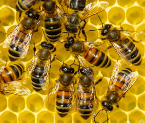 Bees build honeycombs. Work in a team.
Bees build honeycombs and transform nectar into honey
