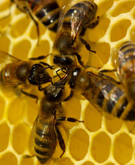 Bees build honeycombs. Work in a team.
Bees build honeycombs and transform nectar into honey
