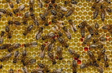 Calm and well-coordinated work of bees in the hive.
Bees build honeycombs and convert nectar in to honey.