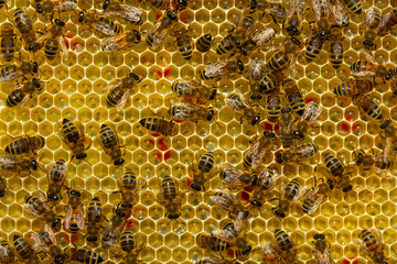 Bees convert nectar into honey.
Bees build honeycombs and convert nectar in to honey.