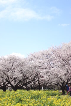 桜と空