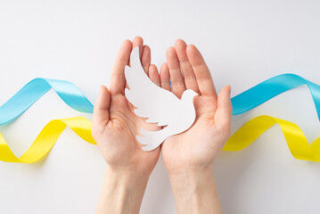 Stop the war in Ukraine concept. First person top view photo of young girl's hands holding white pigeon on the palms over national flag on white background