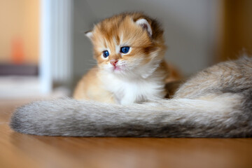 British Shorthair Golden kitten sitting on a white cloth on a wooden floor in the room, a baby...