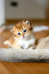British Shorthair Golden kitten sitting on a white cloth on a wooden floor in the room, a baby kitten learning to walk and playing naughty by the mother cat's tail.
