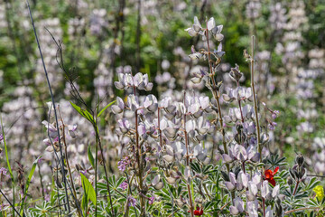 View of a meadow with blooming pink lupins. Selective focus. Blurred background