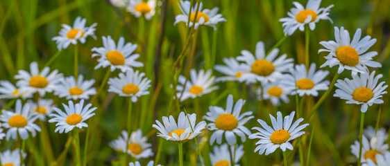 Fototapeta premium closeup chamomile flowers in grass, summer natural flower background