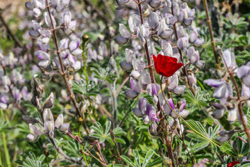 Obraz premium View of a meadow with blooming pink lupins. Selective focus. Blurred background