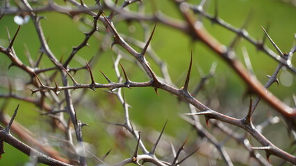 Morning dew on bare branches of Ziziphus lotus a small deciduous tree. Bokeh effect