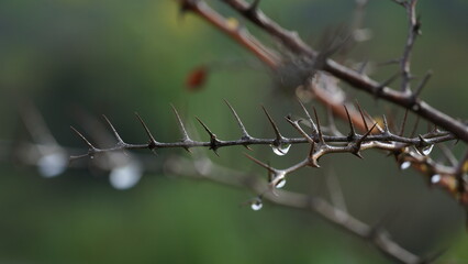 Morning dew on bare branches of Ziziphus lotus a small deciduous tree. Bokeh effect