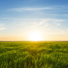 green summer rural field  at the sunset, countryside agricultural natural landscape