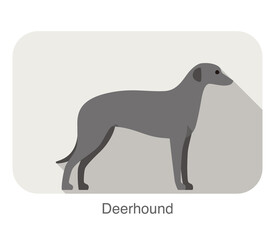 deerhound standing an watching, flat icon design, vector illustration