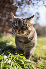 A tabby cat walking through the garden on a sunny day next to a bed of plants. The cat is curious, attentive and surprised. The sun is shining. Funny look. 