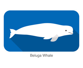 Beluga whale swimming in the water, flat icon, vector illustration
