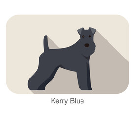 Kerry blue terrier standing and watching flat icon design