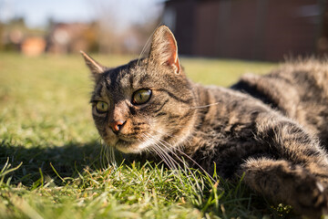 A tabby cat lies in the grass and looks funny to the left. The cat is curious, attentive and surprised. The sun is shining. 