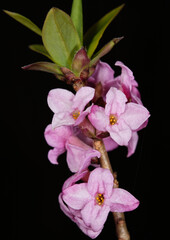 Fototapeta na wymiar Flowering Mezereon (Daphne Mezereum) in spring