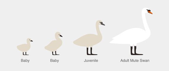 mute swan, from baby to adult swan in a row, vector illustration