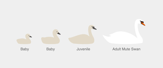 mute swan, from baby to adult swan in a row, vector illustration