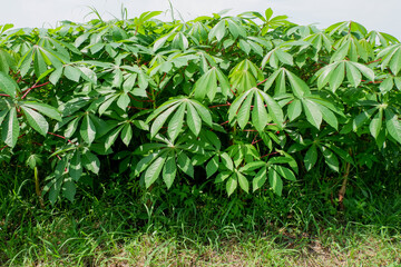 Fototapeta premium cassava trees in the fields, young cassava leaves as vegetables can be processed into stir-fried cassava leaves. Manihot utilissima.