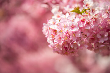 東京都　旧中川の河津桜　