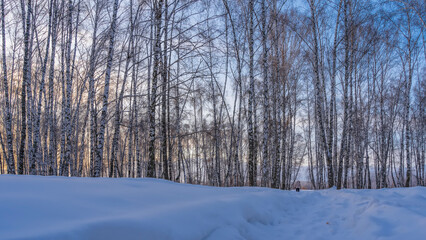 Winter birch grove. White trunks and bare branches against a pinkish morning sky. The path is trodden between snowdrifts. The man in the down jacket goes into the distance. Altai
