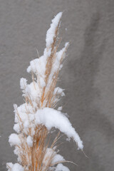 Blüte vom Pampasgras im Schnee